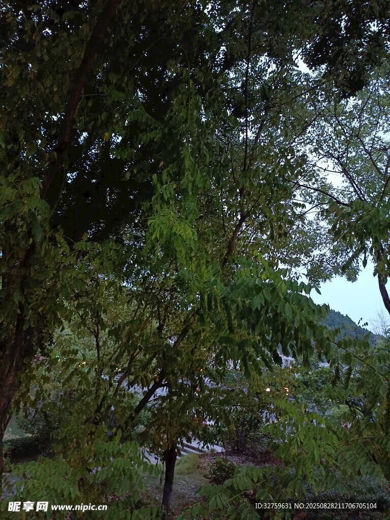 林间绿意盎然的自然景致
