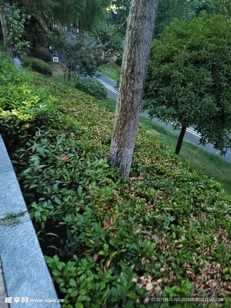 路边绿植景观