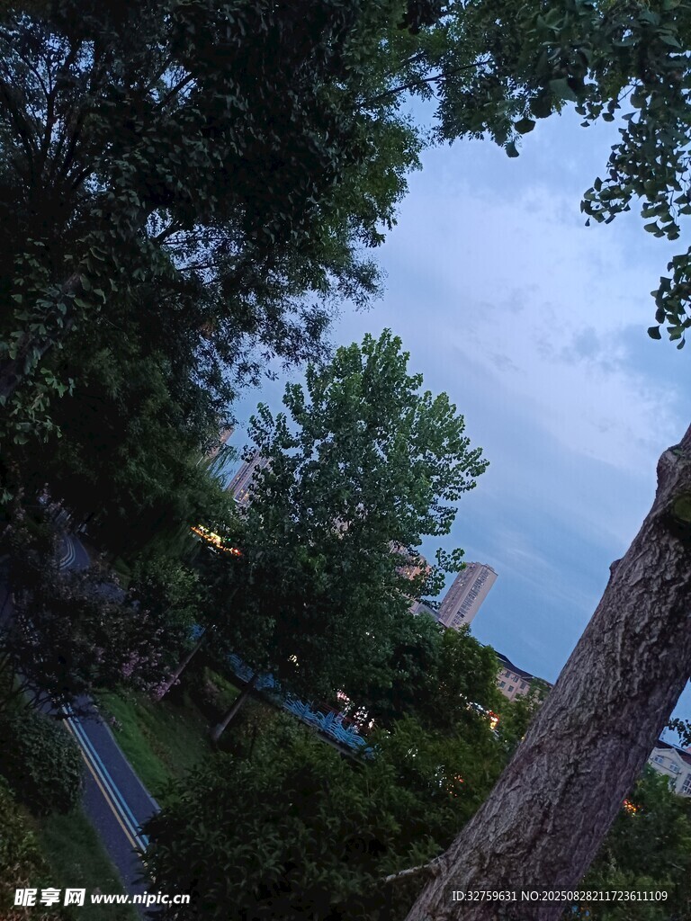 仰视视角下的树木与天空