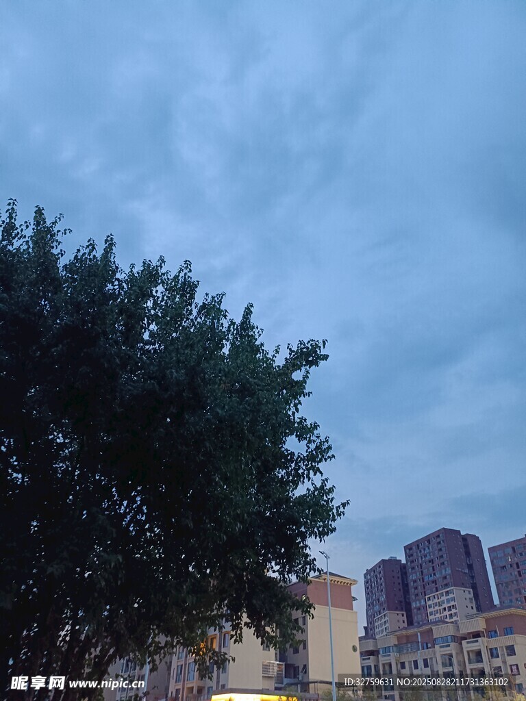 城市中树与天空的景致