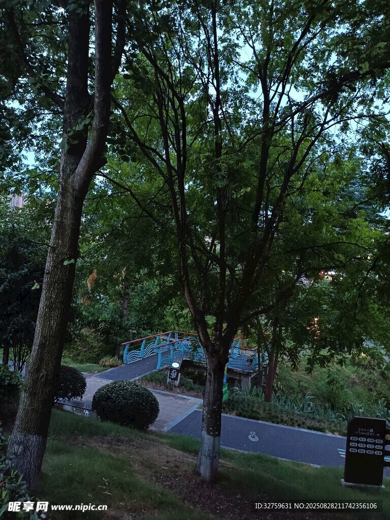 黄昏下的路边绿树景观
