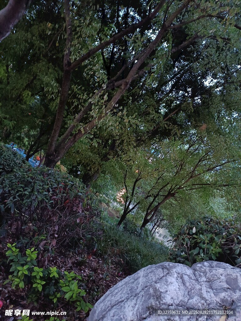 山林间的岩石与繁茂植被