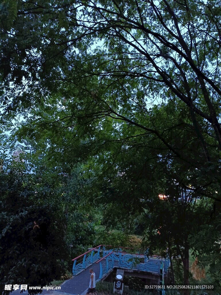 林间暮色下的静谧户外场景