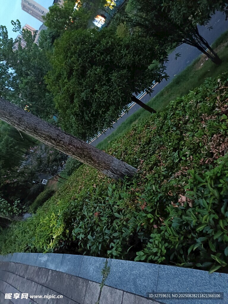 城市街边绿植景观