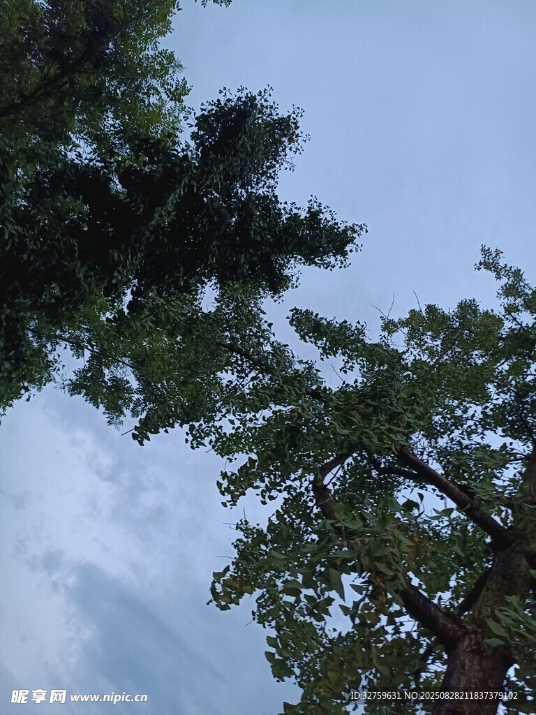 仰视葱郁树木与蓝天