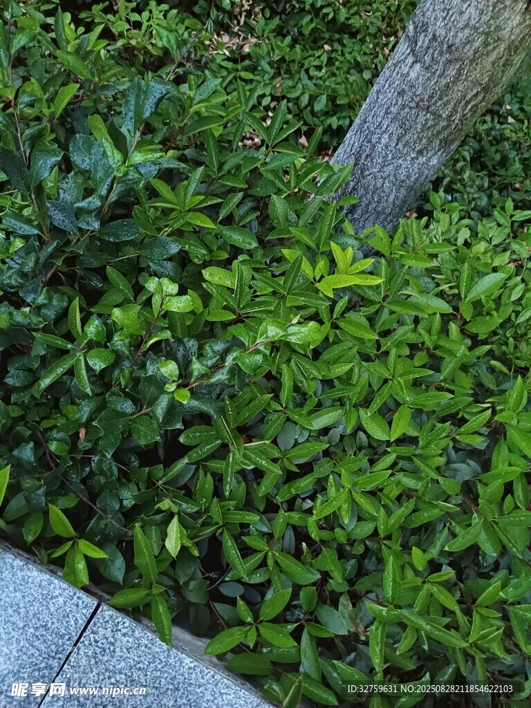 绿意盎然的地面绿植景观