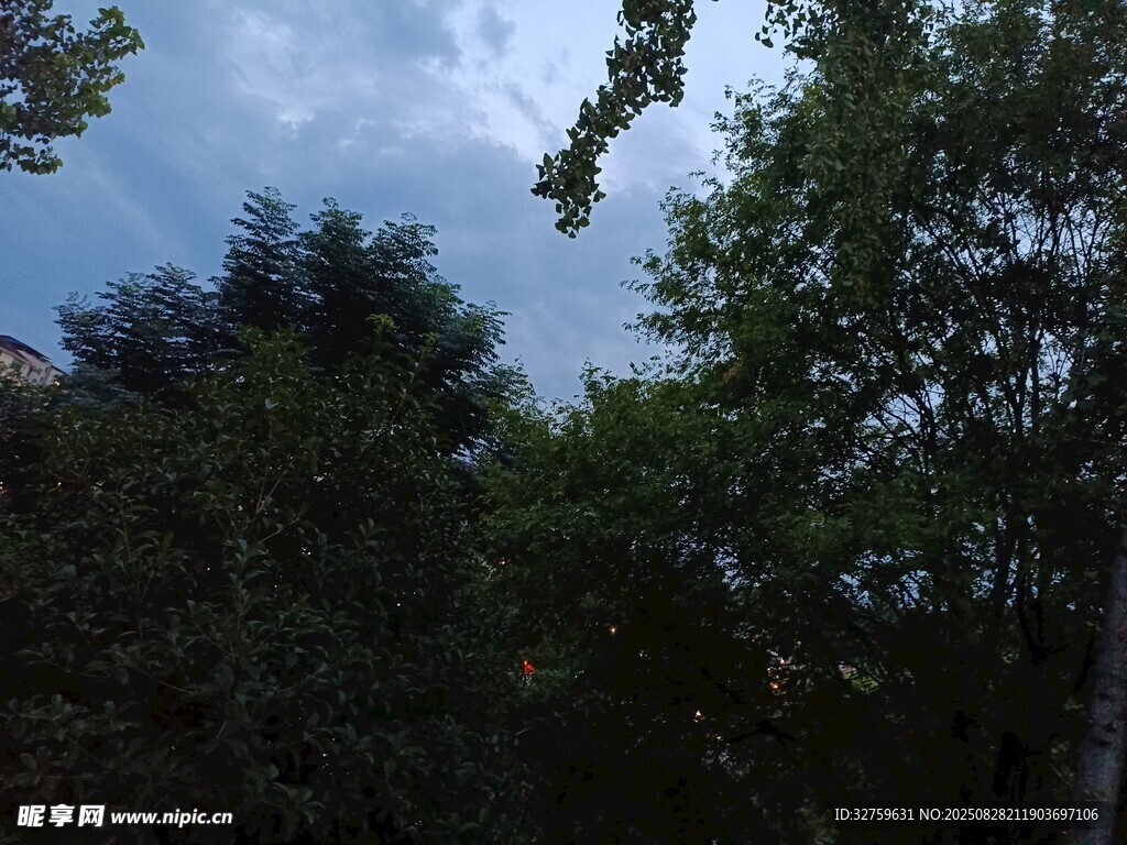 树林中的天空景象