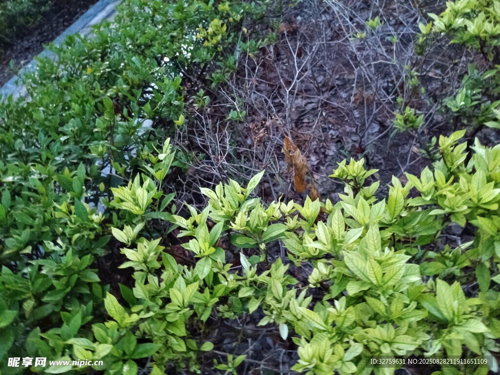 翠绿繁茂的植物景观