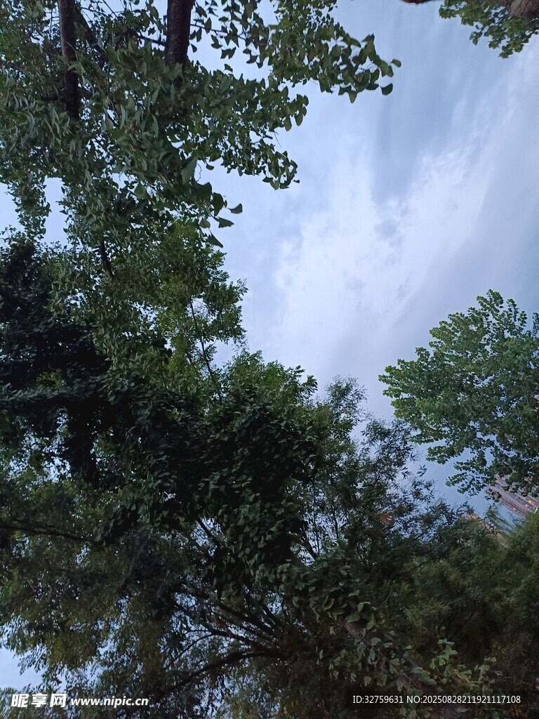 仰视林间天空