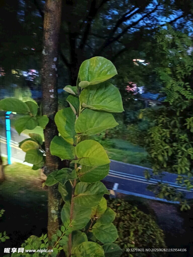 夜晚绿植景观
