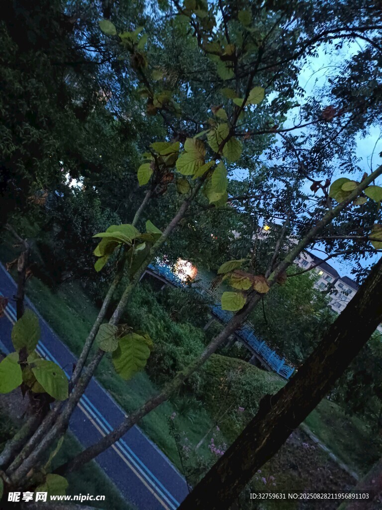 窗外绿植与微光景致
