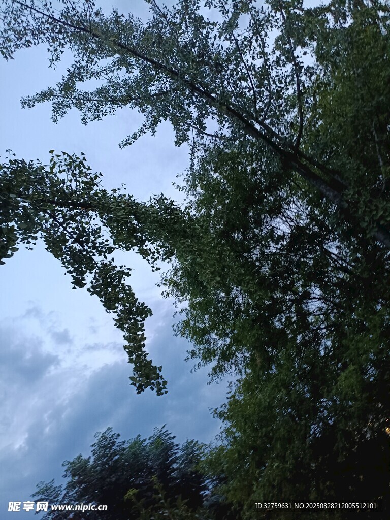 仰视葱郁大树与蓝天