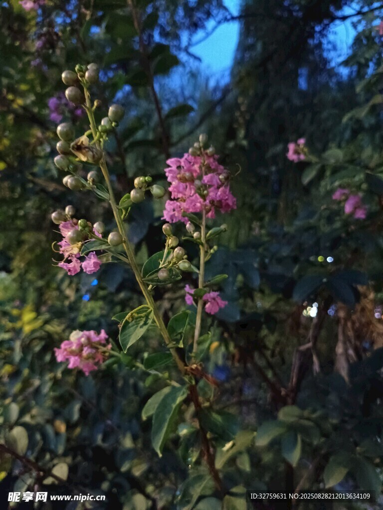 夜幕下绽放的粉色花卉