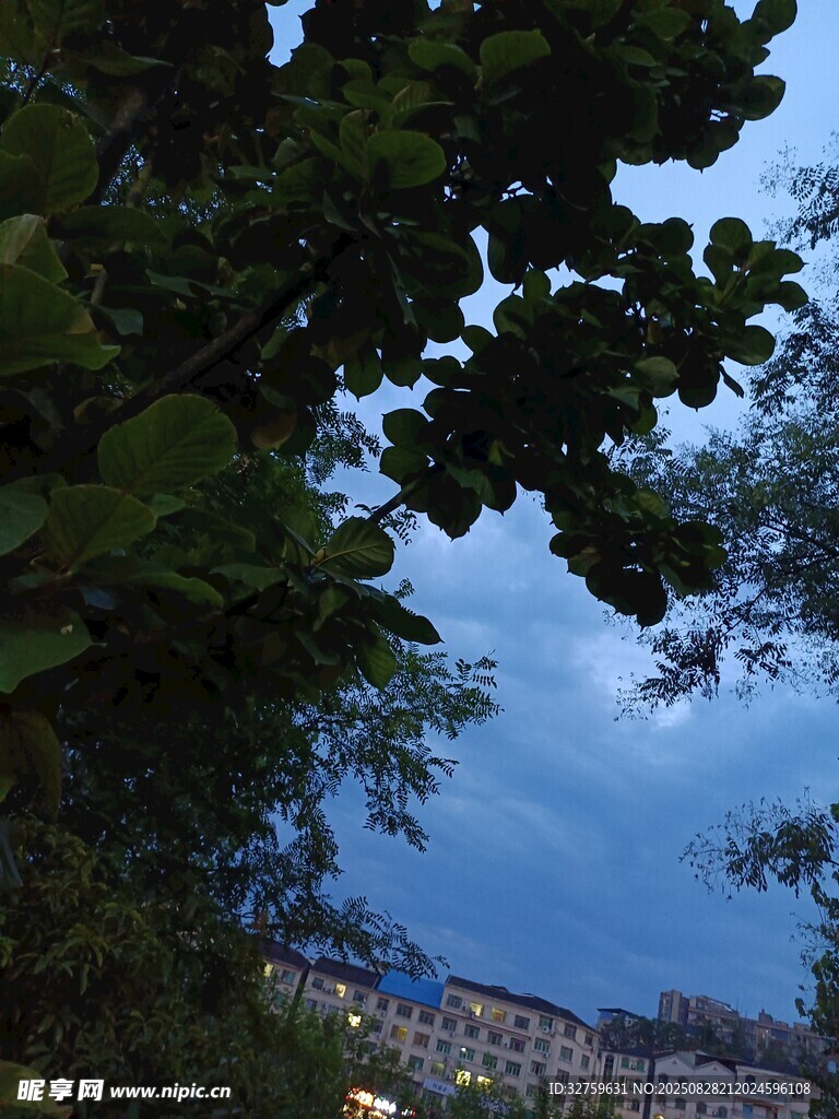 透过树叶看暮色中的建筑