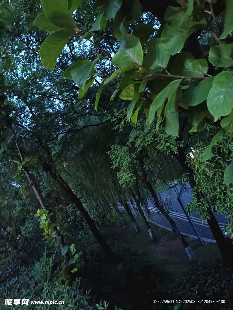 林间绿荫下的静谧景致