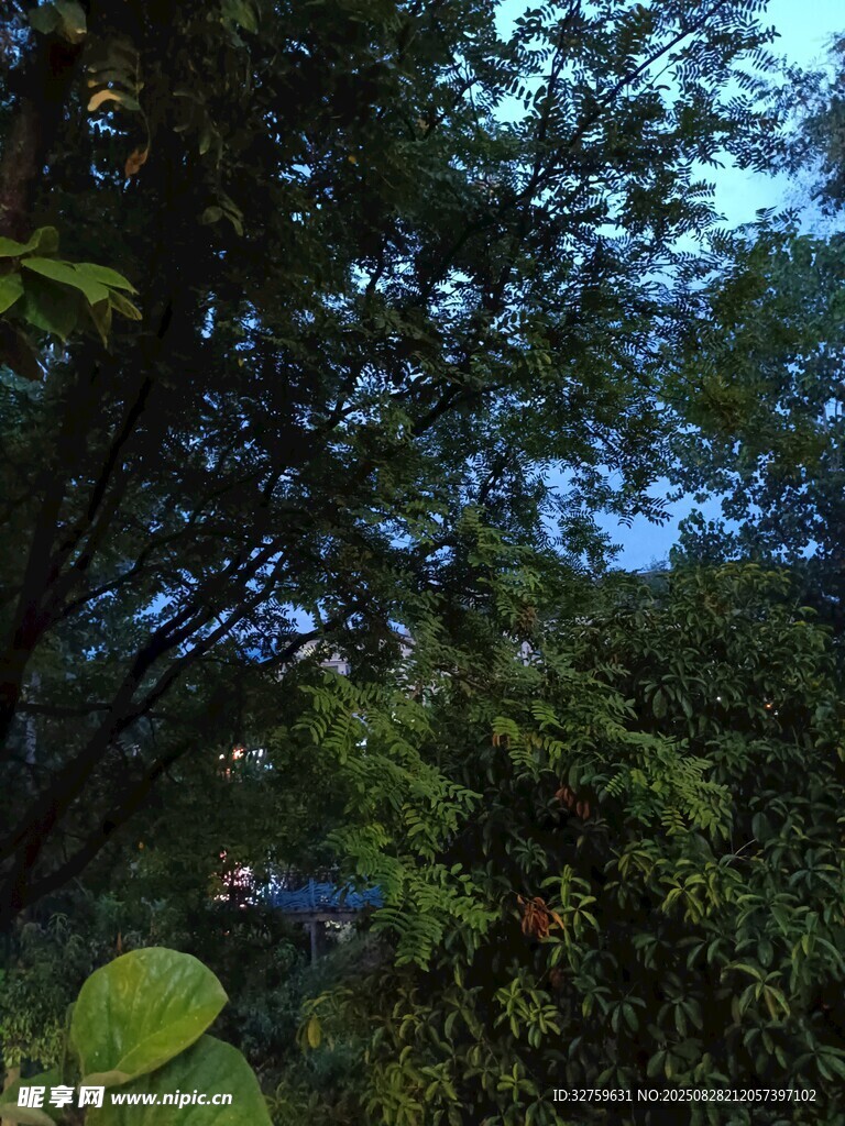 繁茂树林中的天空一角