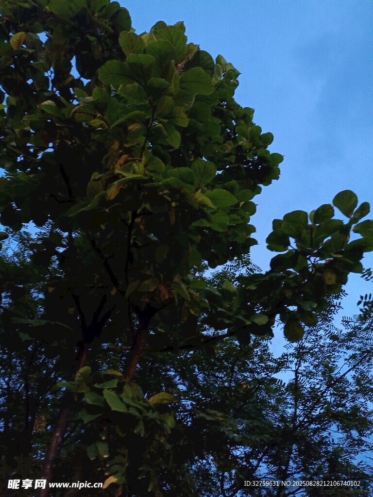 蓝天映衬下的繁茂绿树