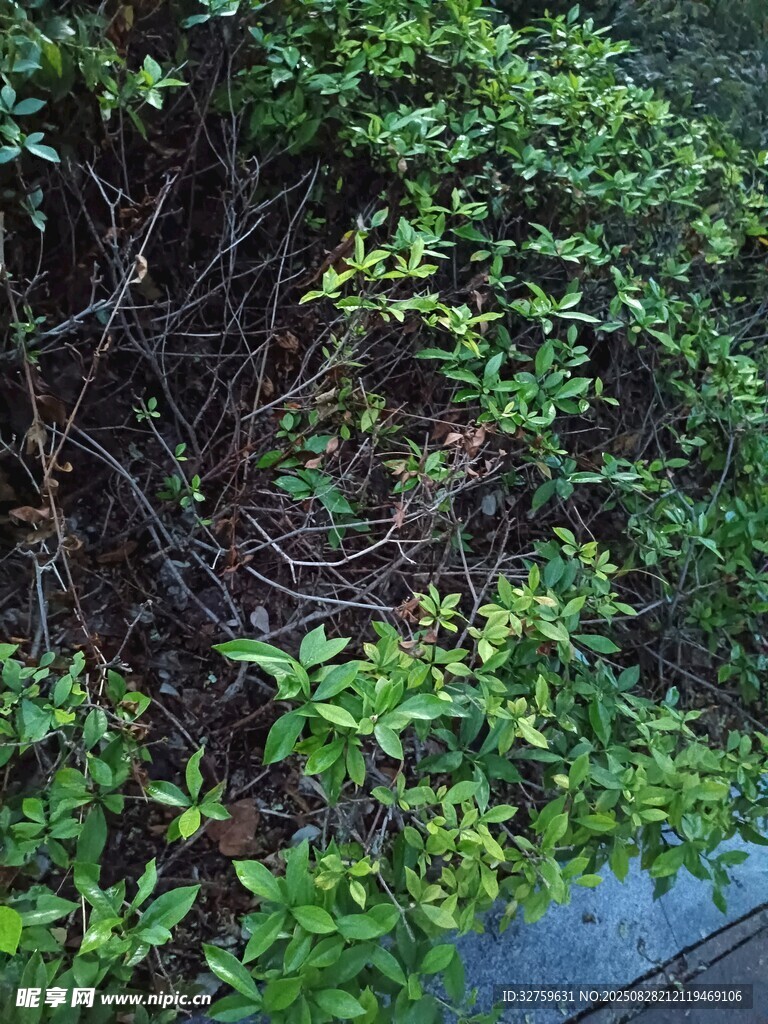 繁茂绿植缠绕景象