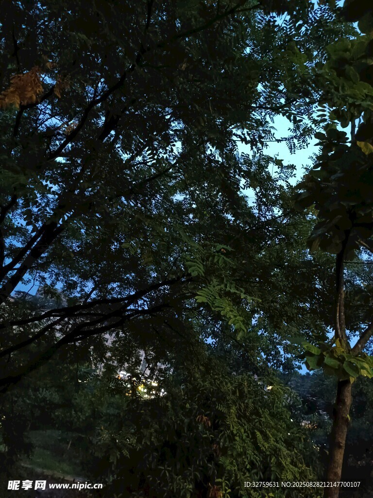 夜幕下的繁茂树林