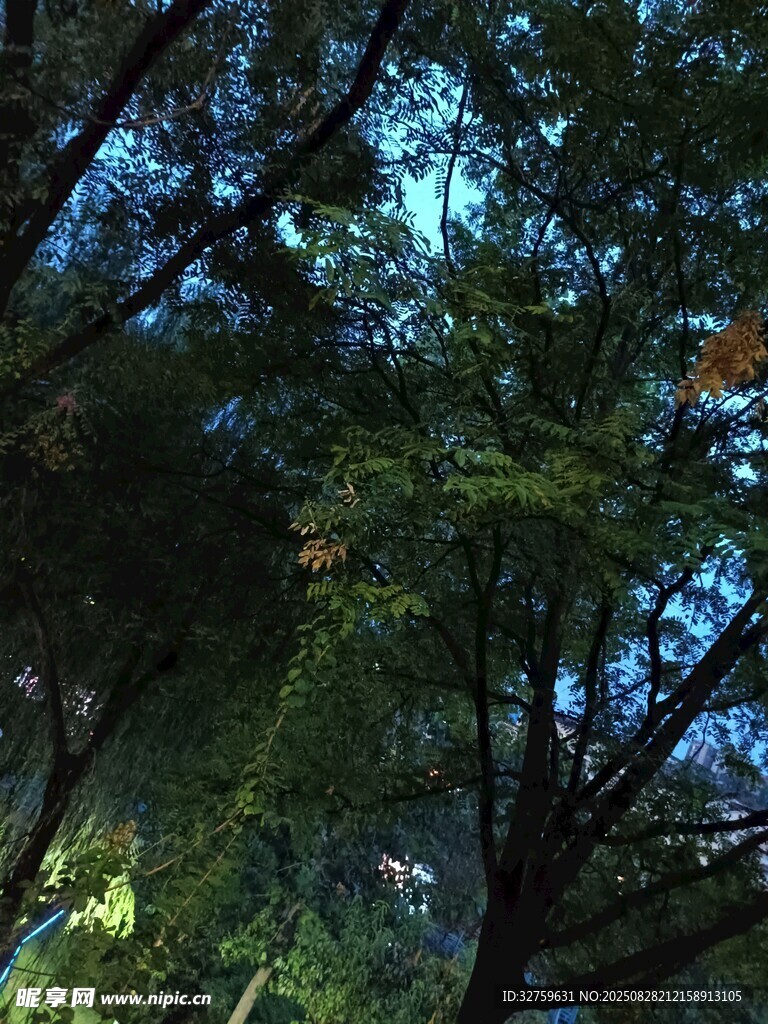 林间夜色下的繁茂树木