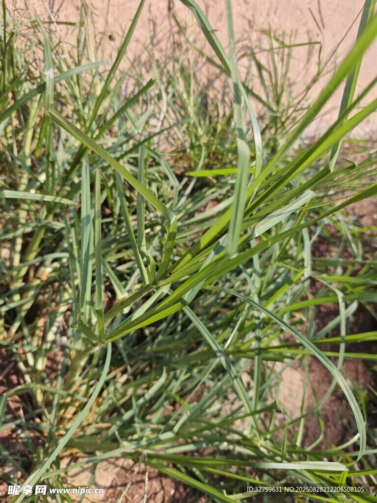 嫩绿草丛特写