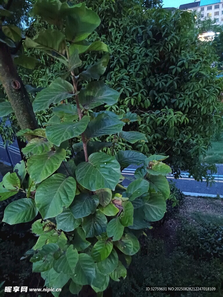 绿叶繁茂的树