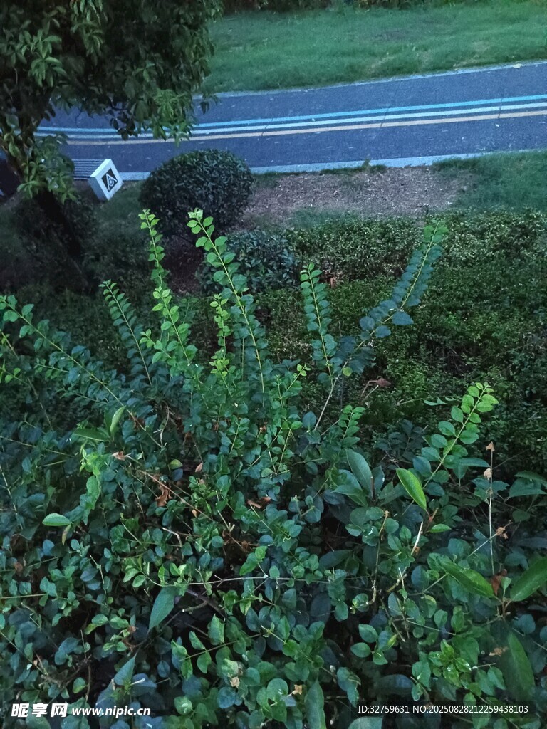 路边绿植特写