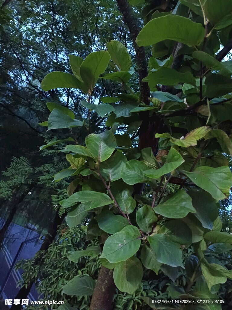 繁茂绿叶的树木景观