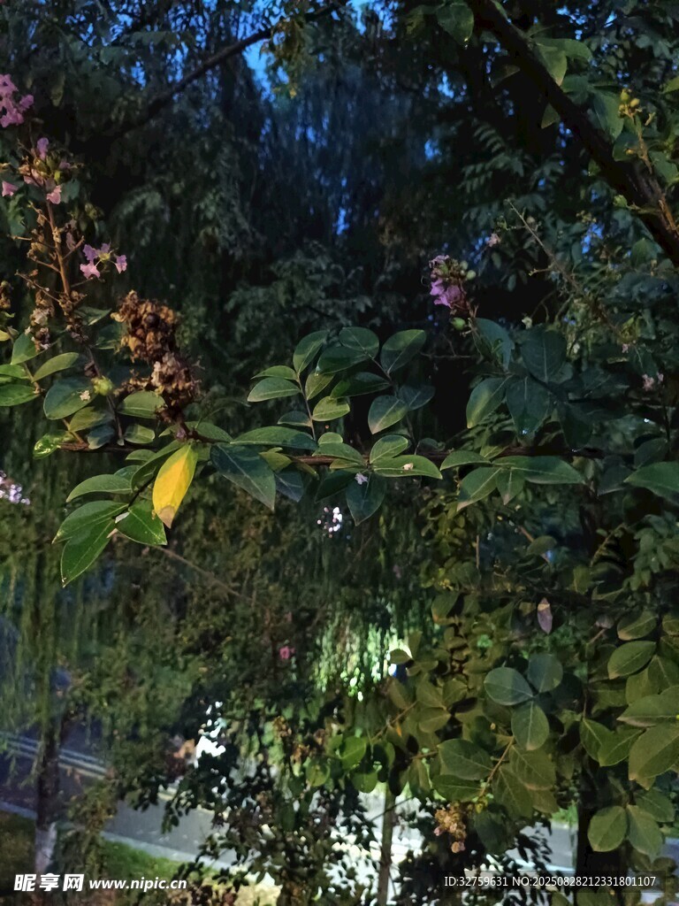 绿叶间的多彩果实