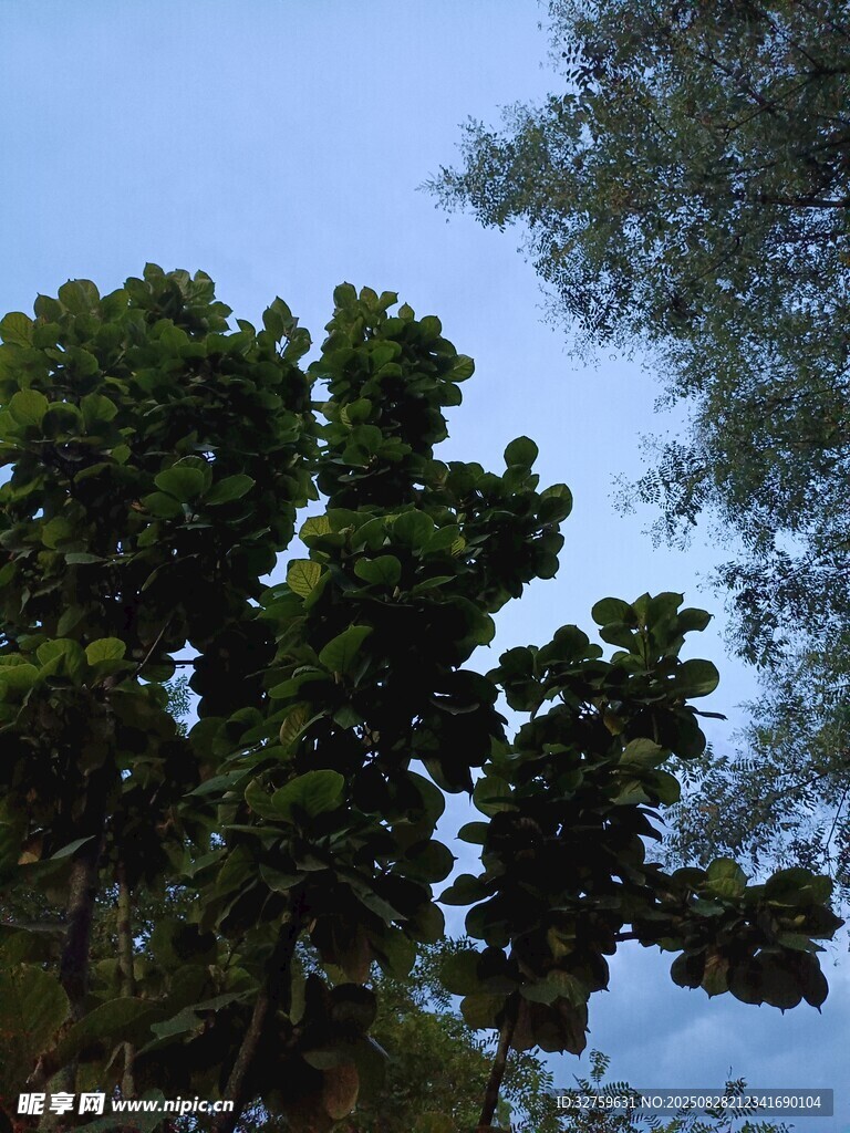蓝天映衬下的繁茂绿树