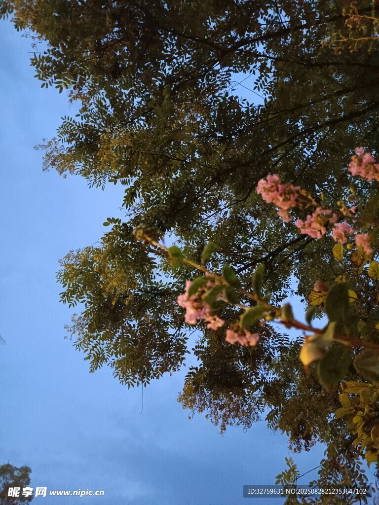 蓝天映衬下的繁花绿树