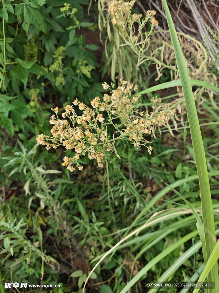 繁茂绿植中的黄色小花