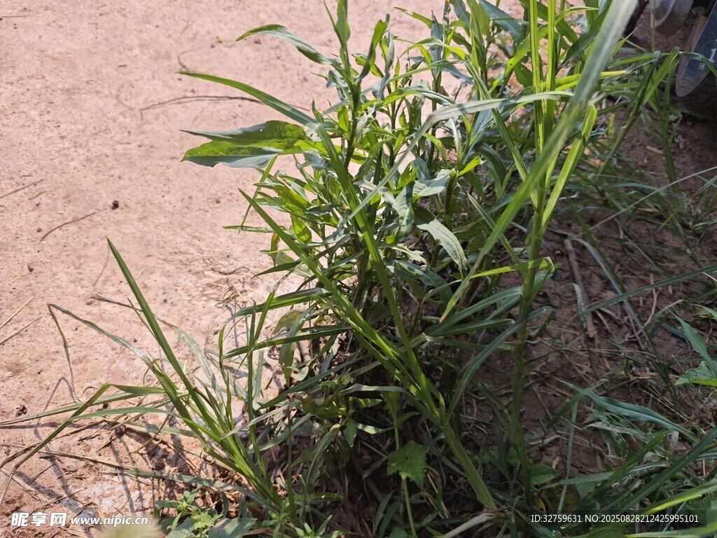 野外生长的绿色植物