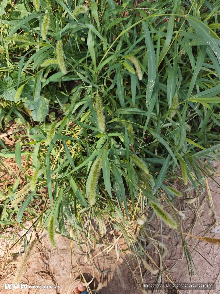 茂盛的绿色植物