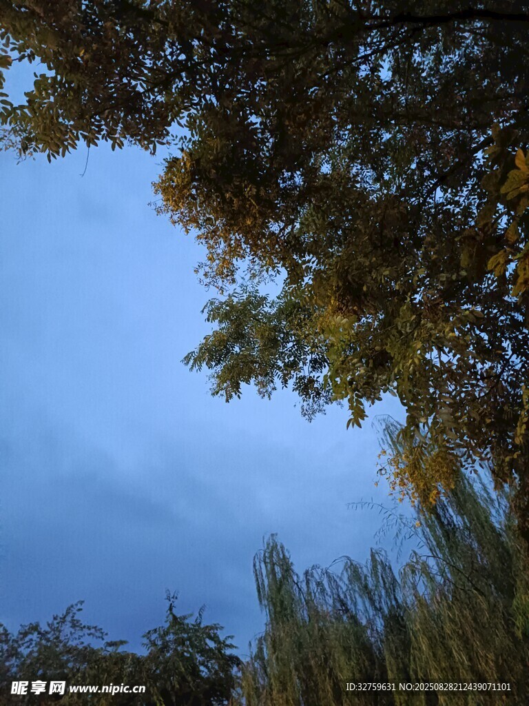 树下仰望蓝天的景致