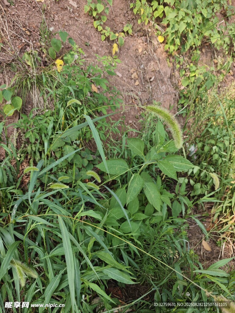 田野中的蓬勃绿色植物