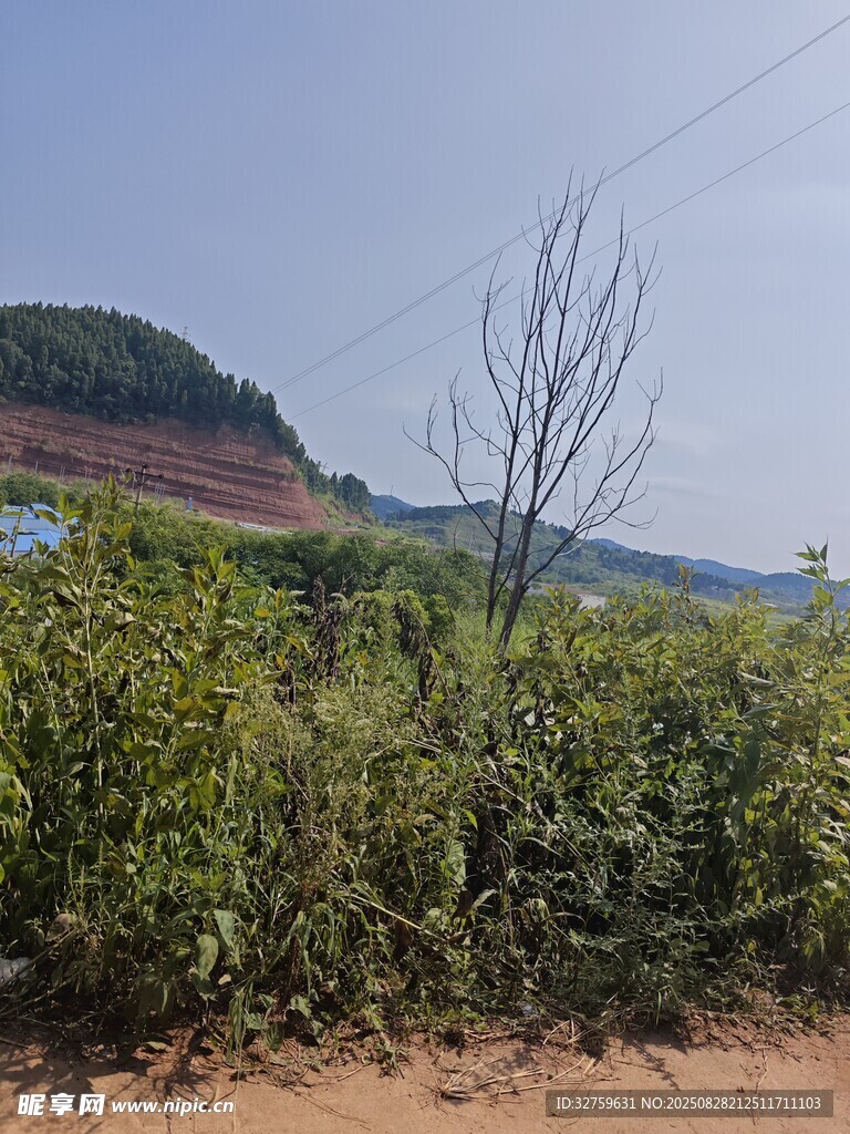 乡村野外绿植与远景风光
