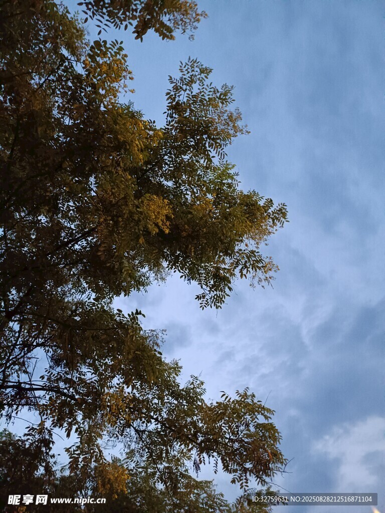 仰望蓝天与繁茂枝叶
