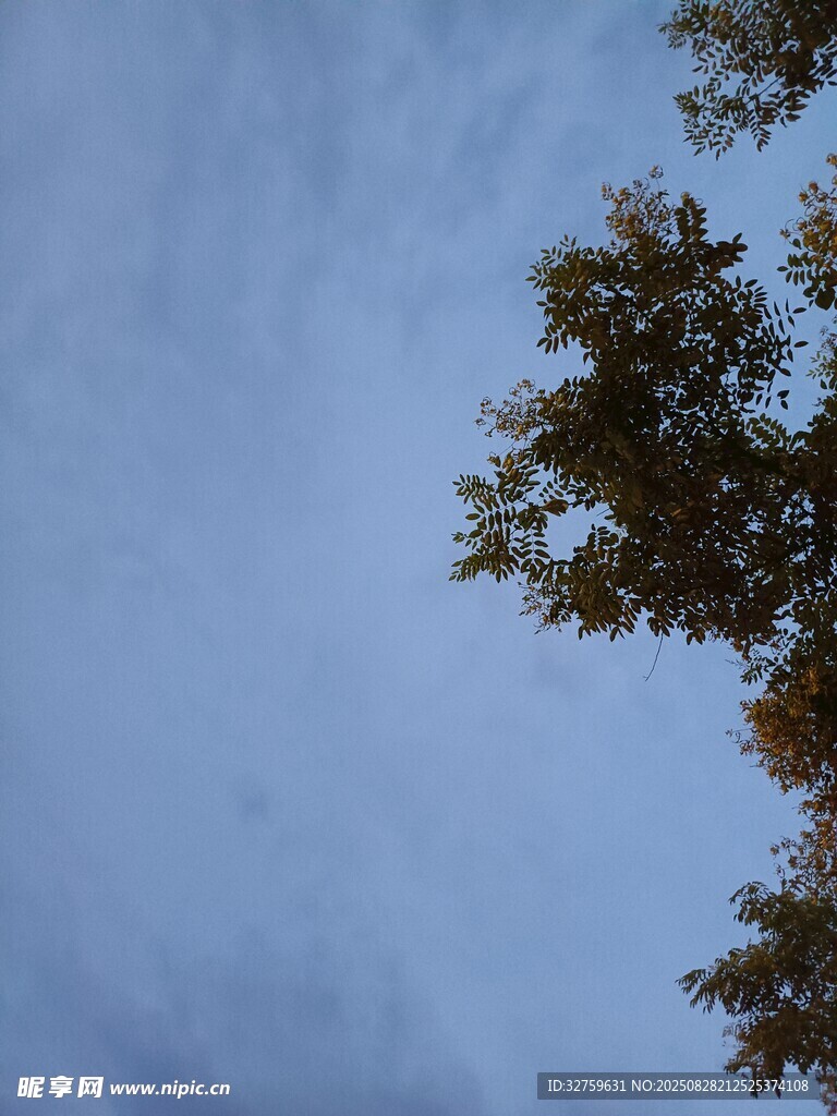 蓝天映衬下的树梢