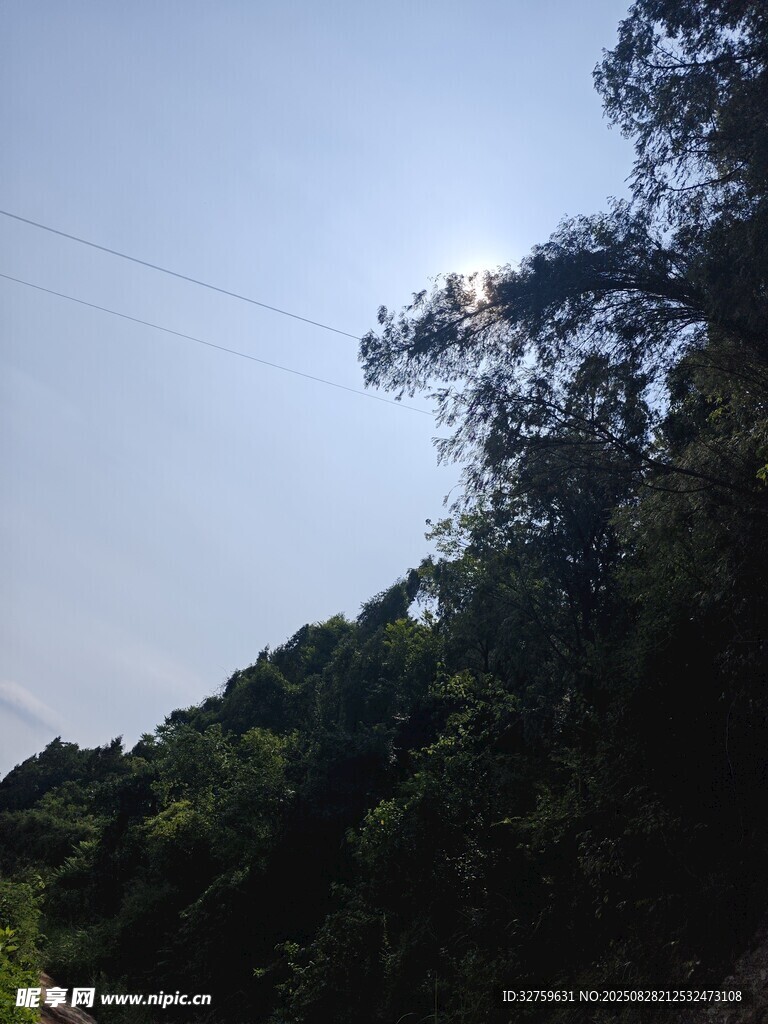 林间阳光洒落的自然景致