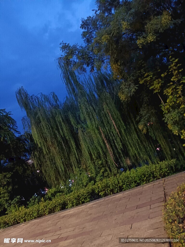 黄昏下的垂柳与绿植景观
