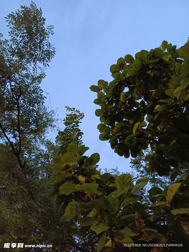仰视茂密树林枝叶