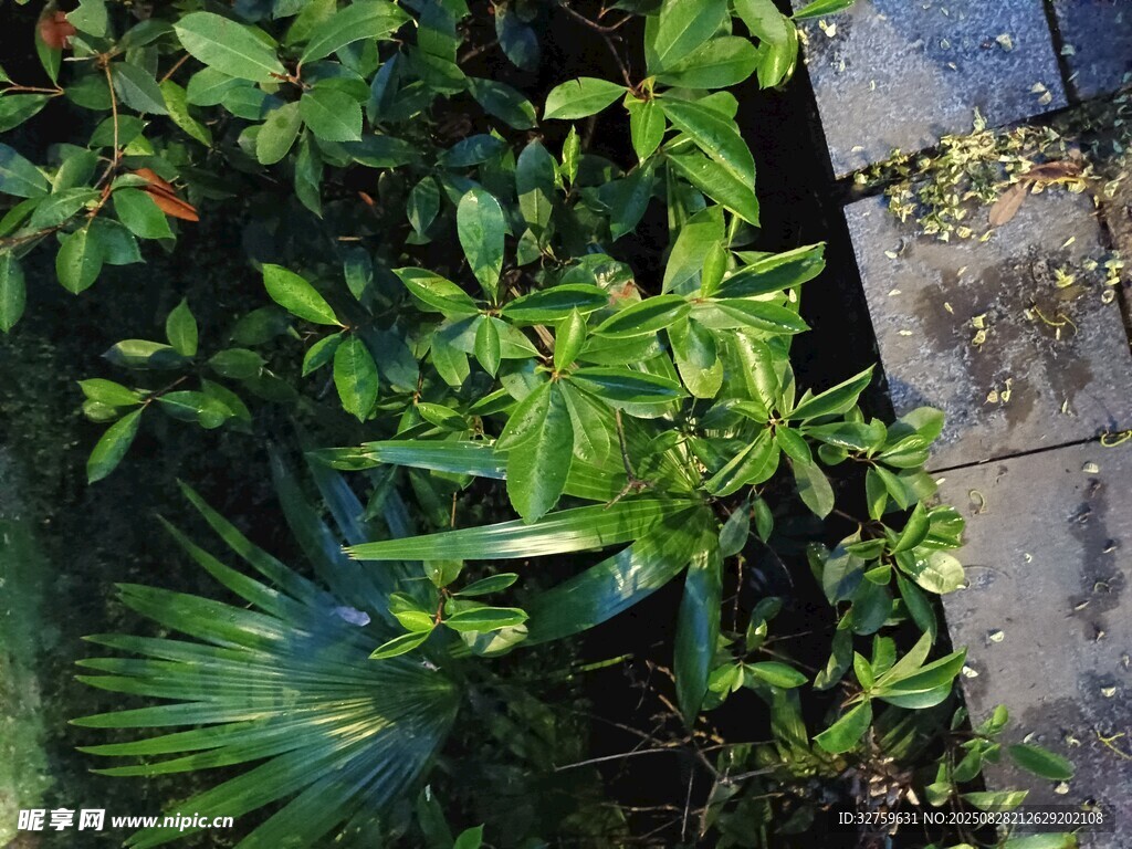 庭院绿植景观一角