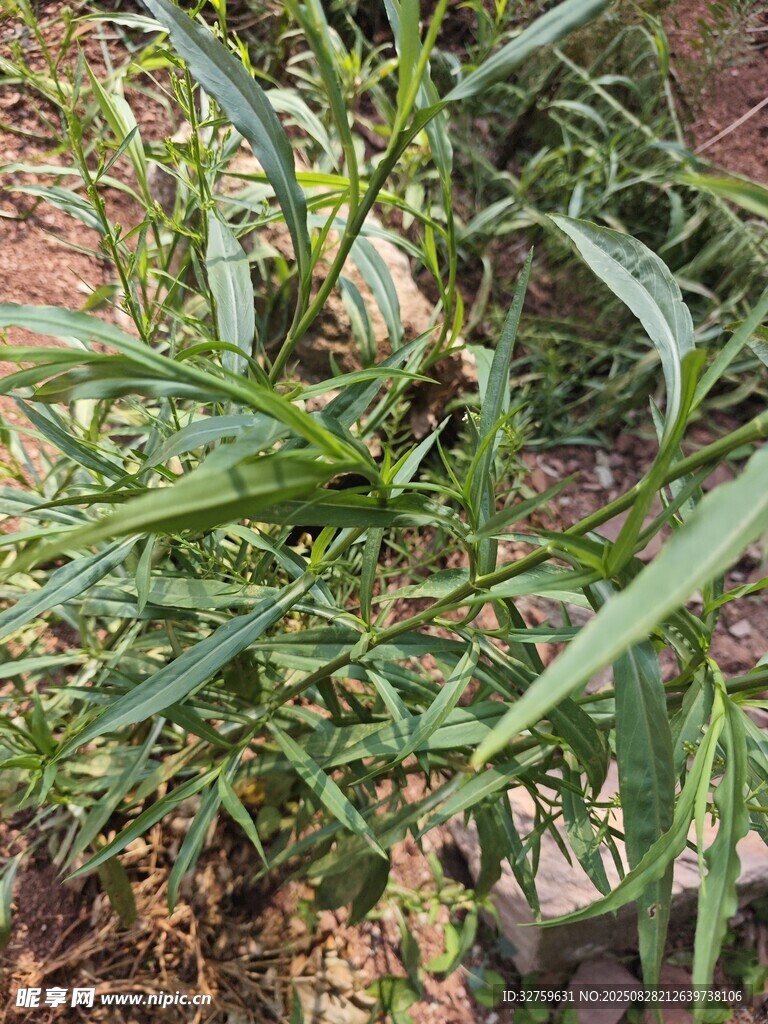 绿色植物特写
