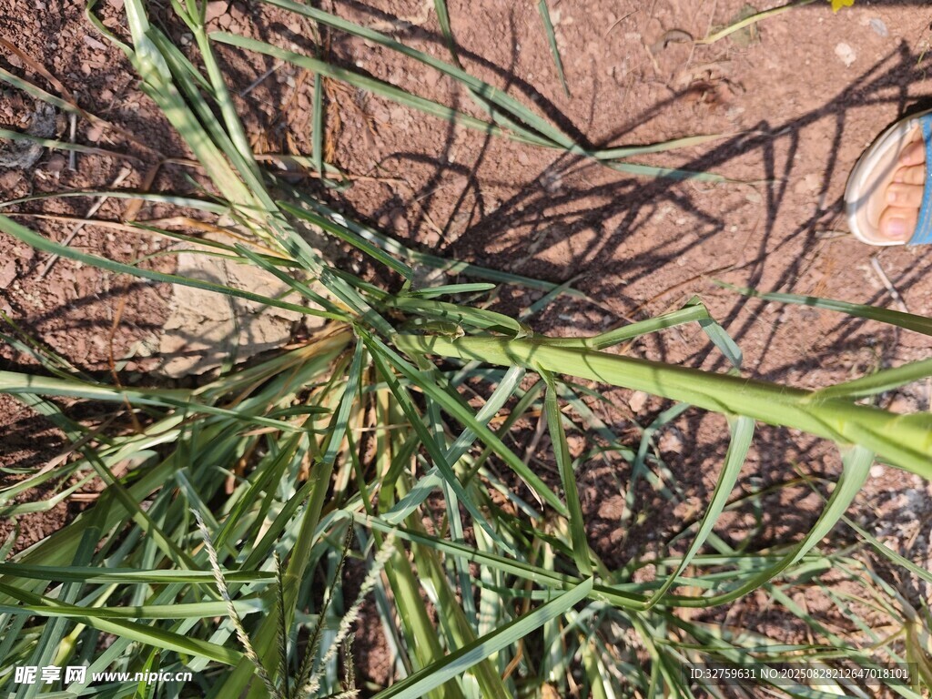 地面上的绿色杂草