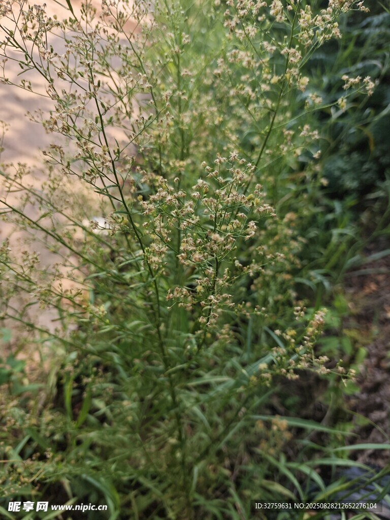 绿色植物特写