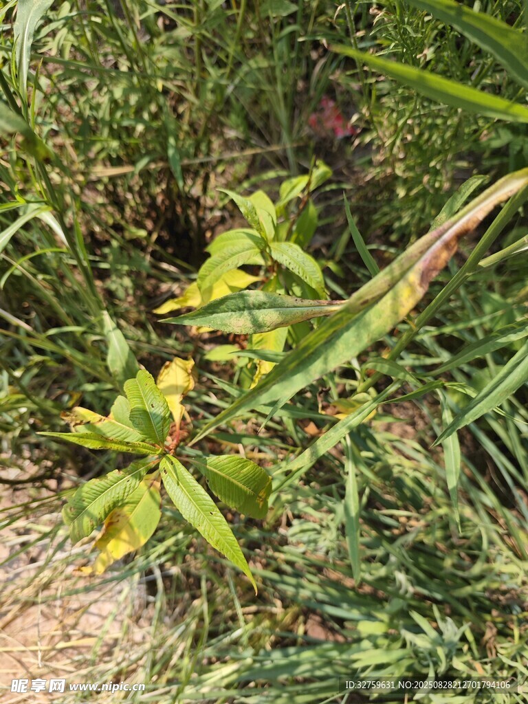 草丛中的绿色植物