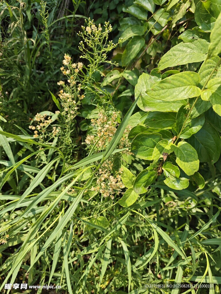 野外繁茂的绿色植物景观