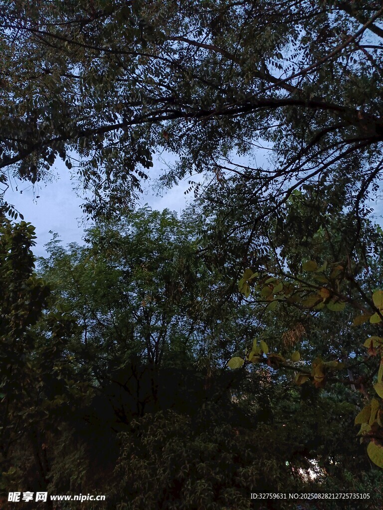 仰视茂密树林枝叶景观