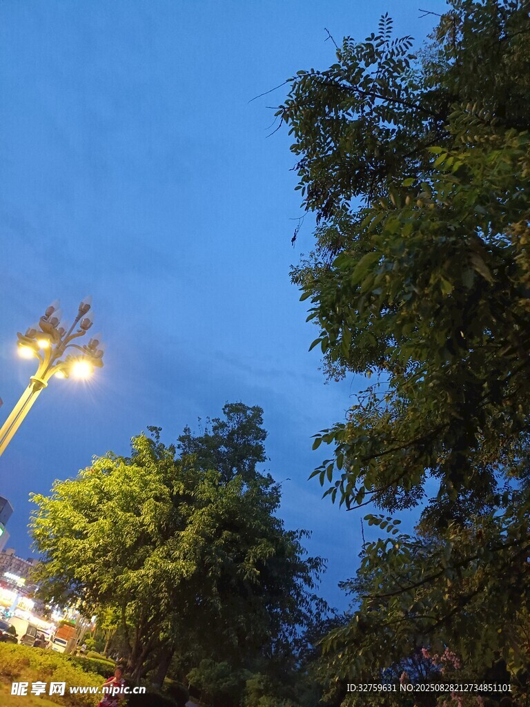 夜幕下的路灯与葱郁树木